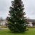 Tannen gesucht für Kaltenkirchens Weihnachtszauber