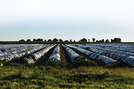Die Spargelsaison ist eröffnet!