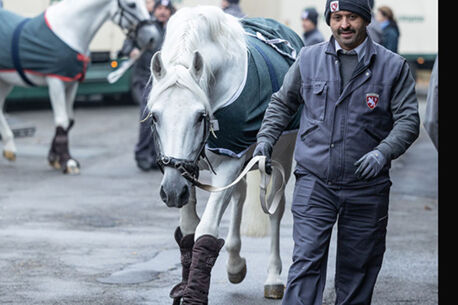 Die weißen Hengste sind da! 