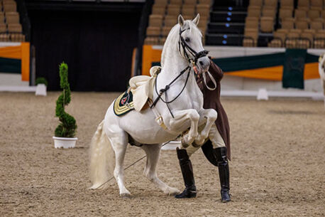 Gala-Vorführungen der Spanischen Hofreitschule 