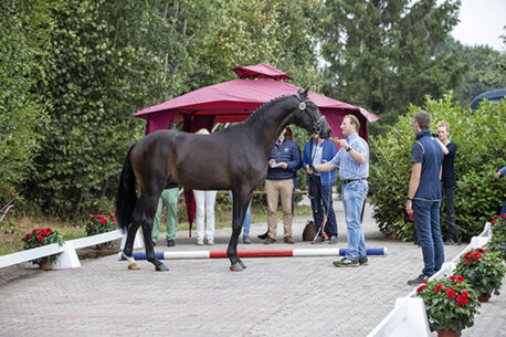 56. Internationaler Trakehner Hengstmarkt