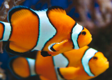 31. Treffen der Aquarianer am 17. November