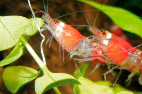 Faszinierende Unterwasserwelten hinter Glas!