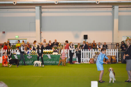 Rassehunde aus 15 Ländern (Fotogalerie)