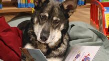 Lesetraining der Stadtbücherei mit Vorlesehund Jimmy startet im Februar