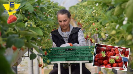 100% Frische aus der Region – Erdbeeren vom Hof Kaack