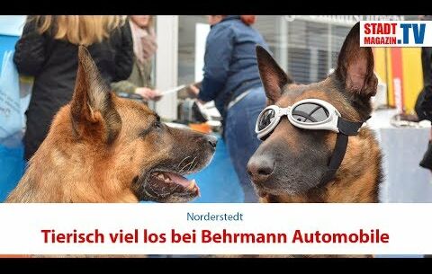 Tierisch viel los bei Behrmann Automobile!