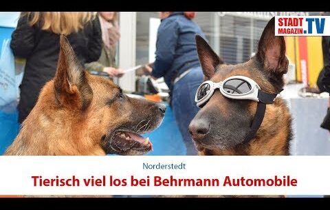 Tierisch viel los bei Behrmann Automobile!