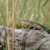 Kleine Drachen & muntere Kröten – Besuch in der Vielfalts-WG im Hasenkrug