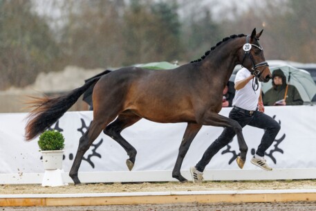 Stürmischer Auftakt für die Trakehner
