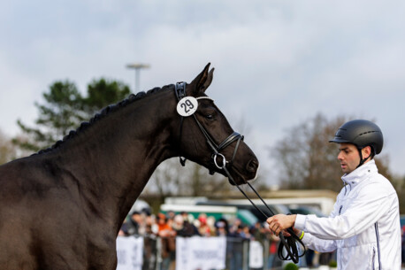 62. Trakehner Hengstmarkt - Junghengste zeigen sich sportlich und wetterfest