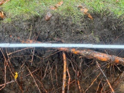 10 Straßenbäume müssen im Heidland gefällt werden