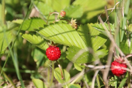 Essbarer Wald - Kräuter, Früchte, Pilze und mehr