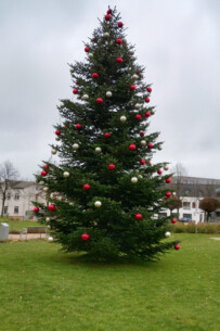 Tannen gesucht für Kaltenkirchens Weihnachtszauber