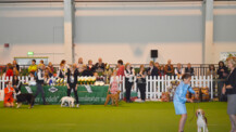 Rassehunde aus 15 Ländern (Fotogalerie)