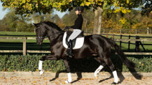 Körung, Galaschau und Auktionen beim 60. Trakehner Hengstmarkt