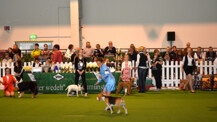 „Neumünster wedelt“ – Internationale Rassehundeausstellung