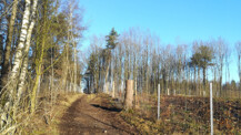 Waldumbaumaßnahmen im Freizeitpark schreiten voran