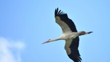 Storchendorf Hitzhusen
