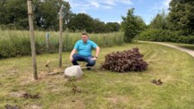 Erinnerungsbaum „700 Jahre Quickborn“ mutwillig gefällt