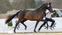 Stürmischer Auftakt für die Trakehner