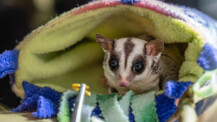 Zwei "Sugar Glider" erobern die Fledermauswelt
