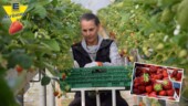 100% Frische aus der Region – Erdbeeren vom Hof Kaack